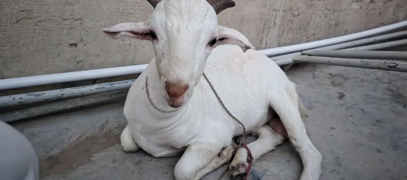Desi goat for sale — photo 3