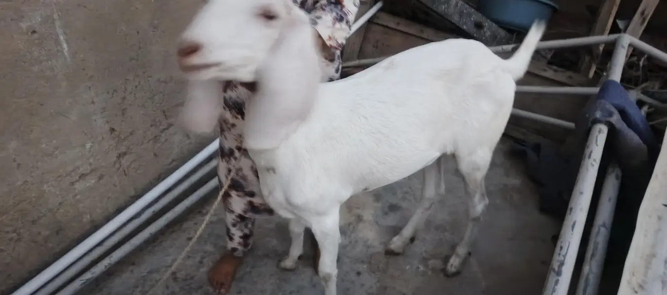 Desi goat for sale — photo 4
