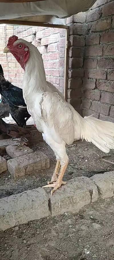 shampoo aseel