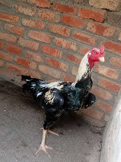 aseel Thai croos