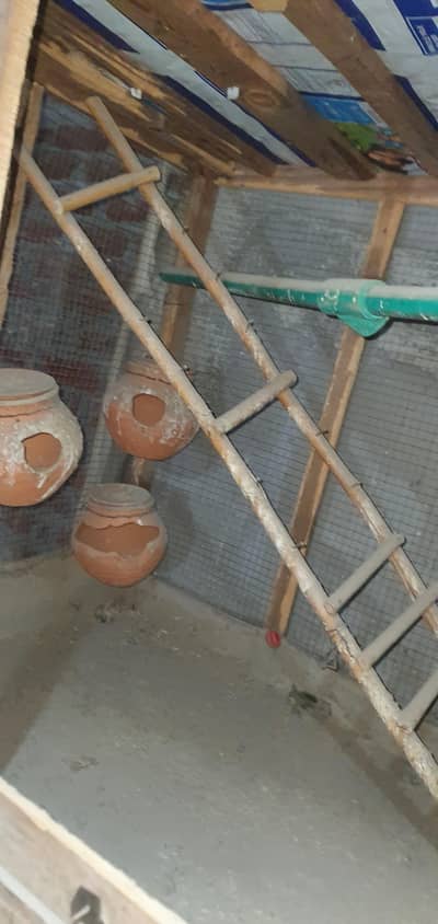 cage for sale. parrots our hens