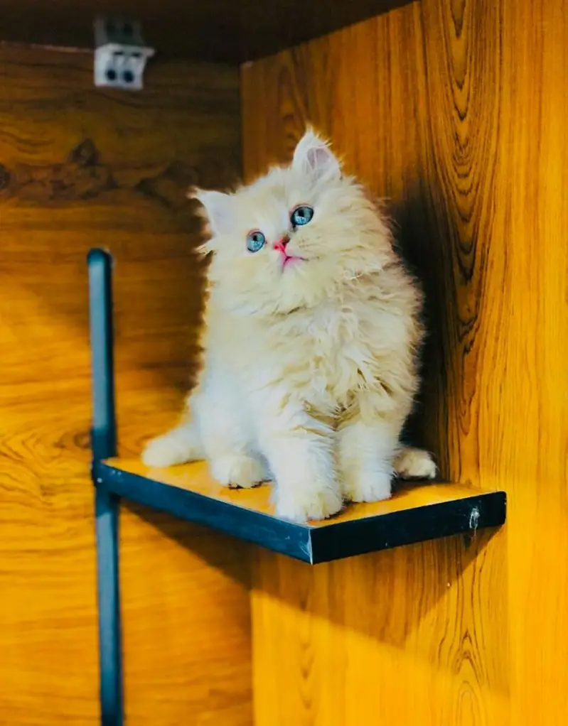 cash on delivery parshion kitten cat male female — photo 8