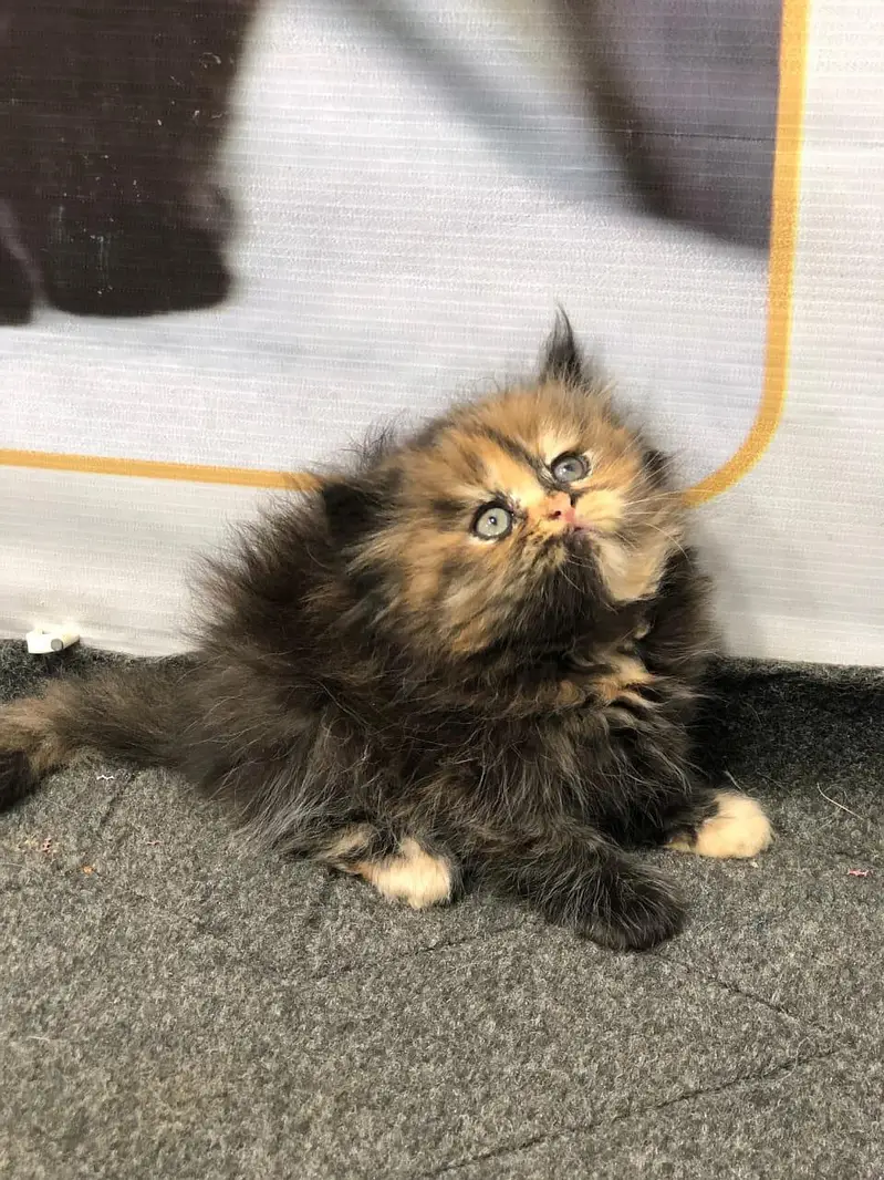 cash on delivery parshion kitten cat male female — photo 9