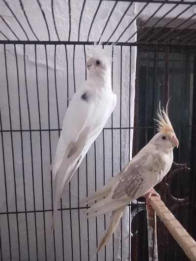 coctail pair  male Eno one sppoted ma femal v paid ma ha