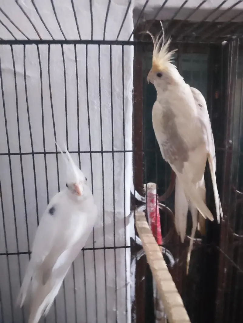 coctail pair  male Eno one sppoted ma femal v paid ma ha — photo 2