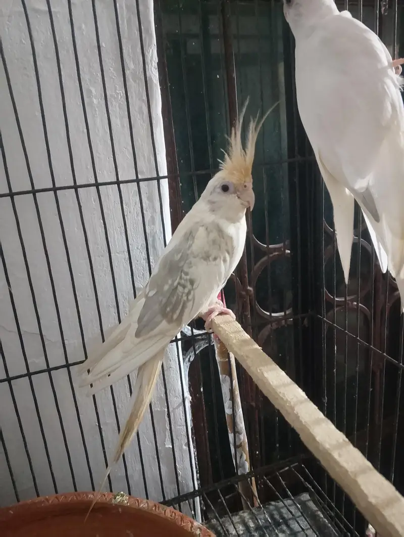 coctail pair  male Eno one sppoted ma femal v paid ma ha — photo 3