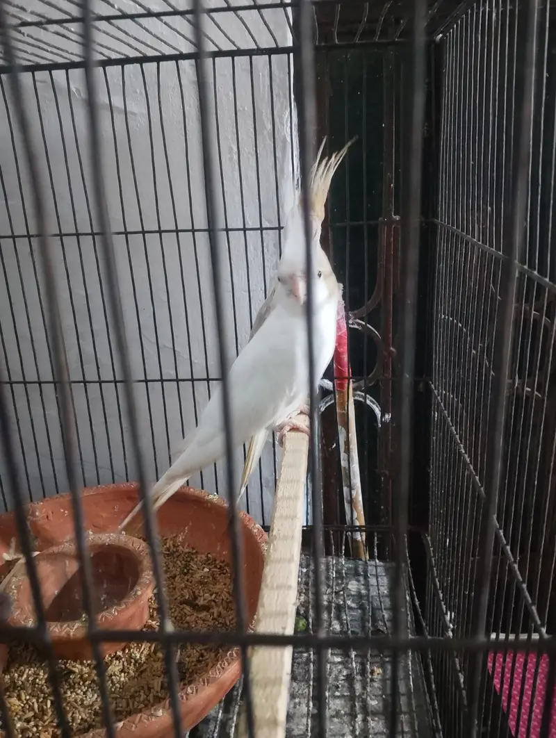 coctail pair  male Eno one sppoted ma femal v paid ma ha — photo 4