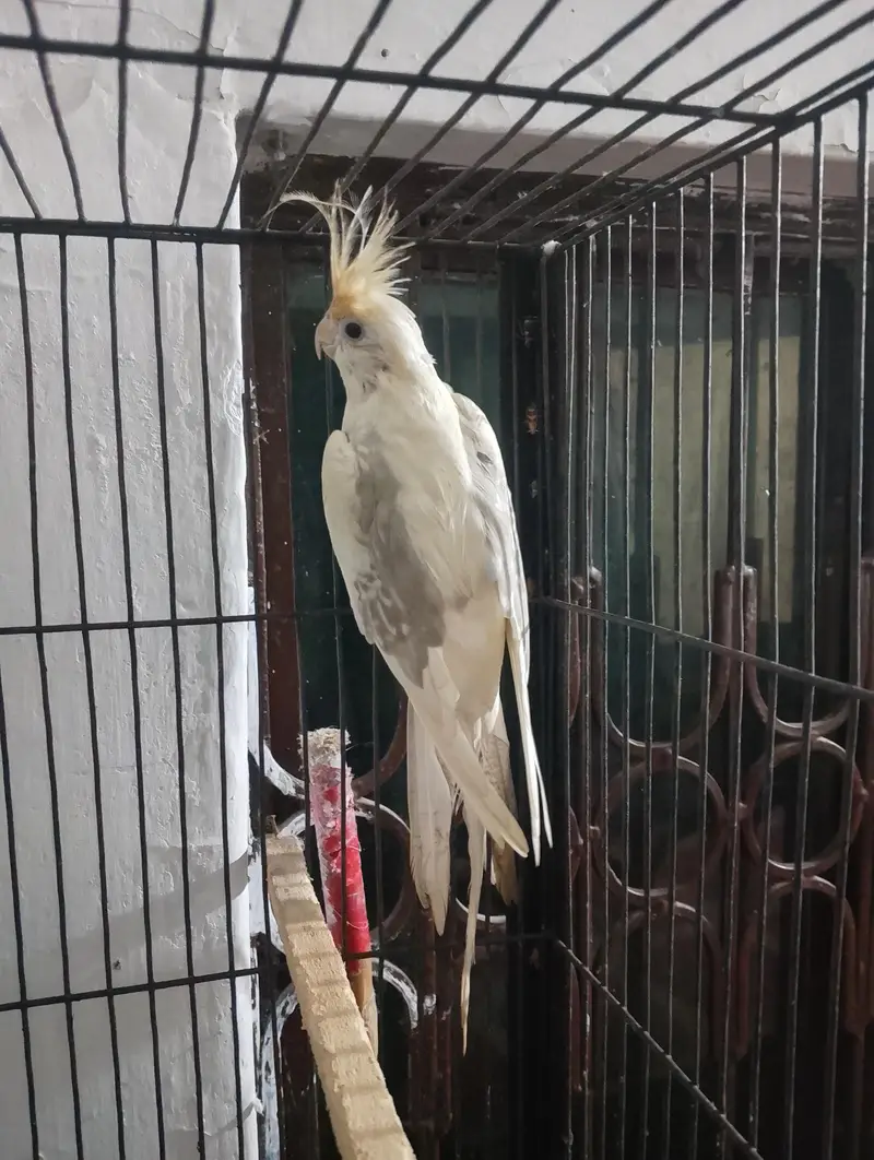 coctail pair  male Eno one sppoted ma femal v paid ma ha — photo 5