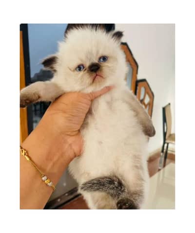cash on delivery parshion kitten cat male female