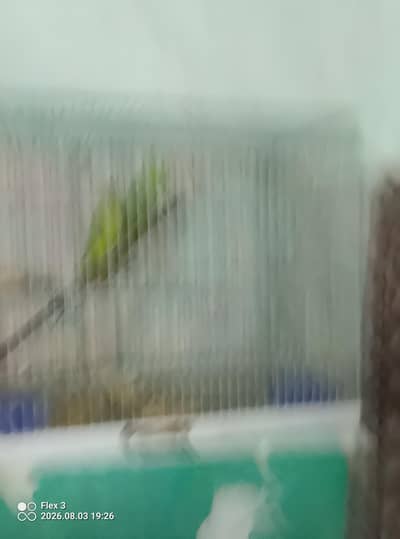 Parrot