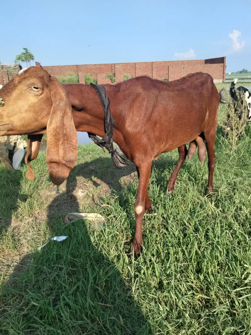 2, 5month ki bani hy achy bakry say cross huee hy 3 0 5 7 7 1 7 3 4 7 — photo 2