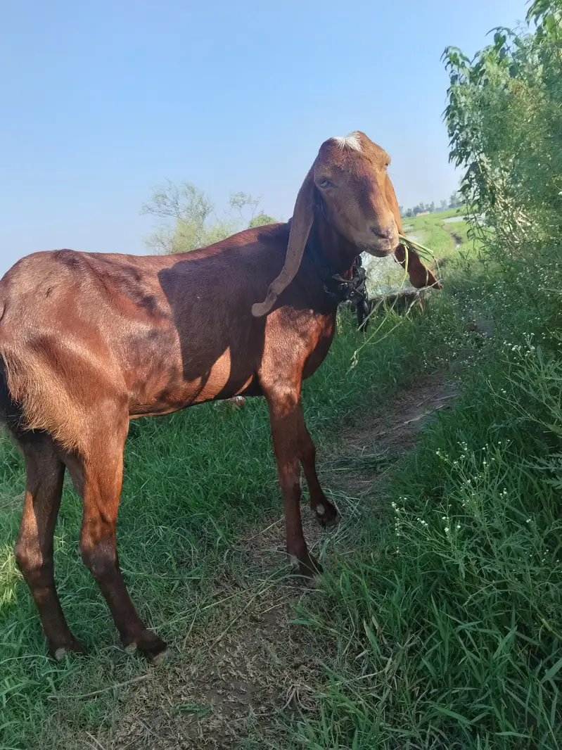 2, 5month ki bani hy achy bakry say cross huee hy 3 0 5 7 7 1 7 3 4 7 — photo 3