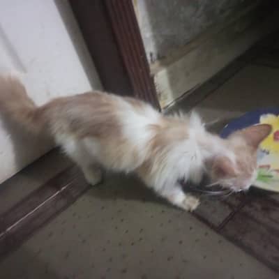 Persian kittens pair for sale