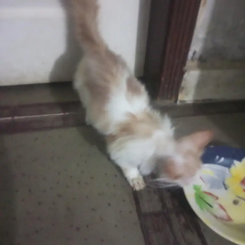 Persian kittens pair for sale — photo 2