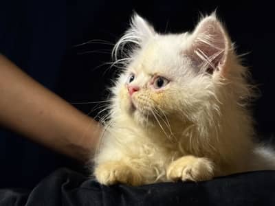 Kitten
