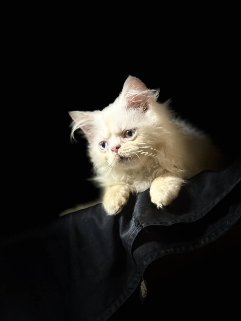 Kitten 1
