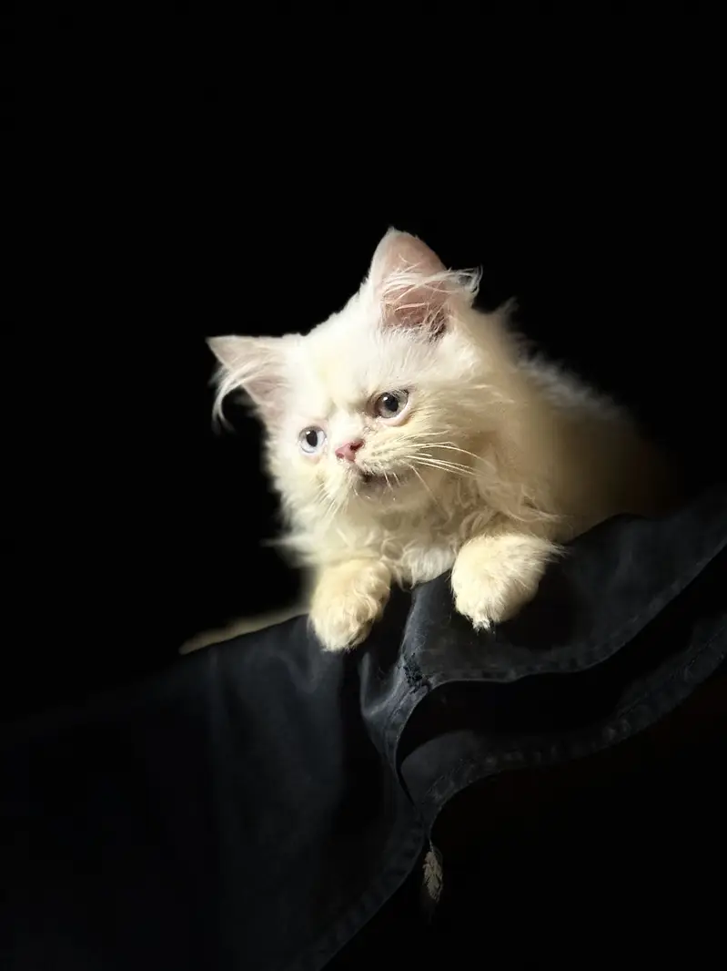 Kitten — photo 2