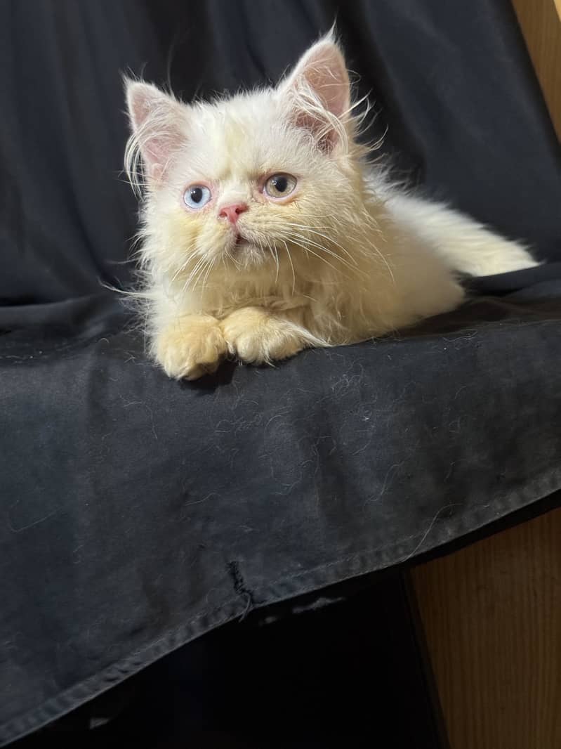 Kitten 2