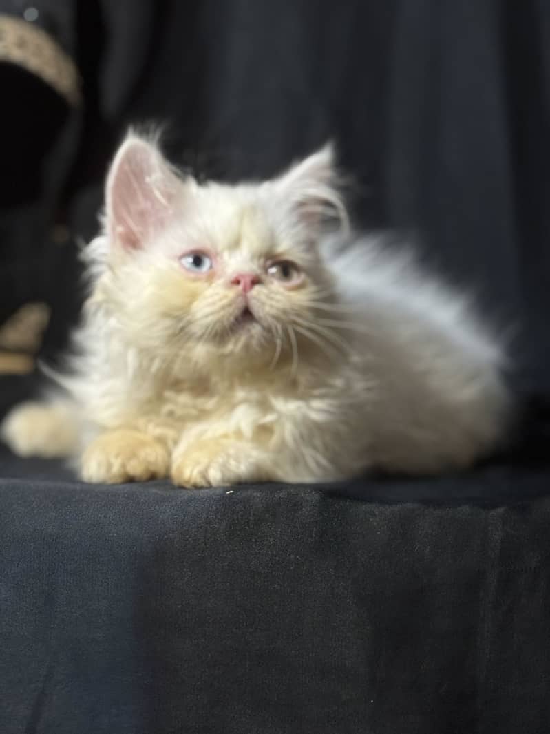 Kitten 3