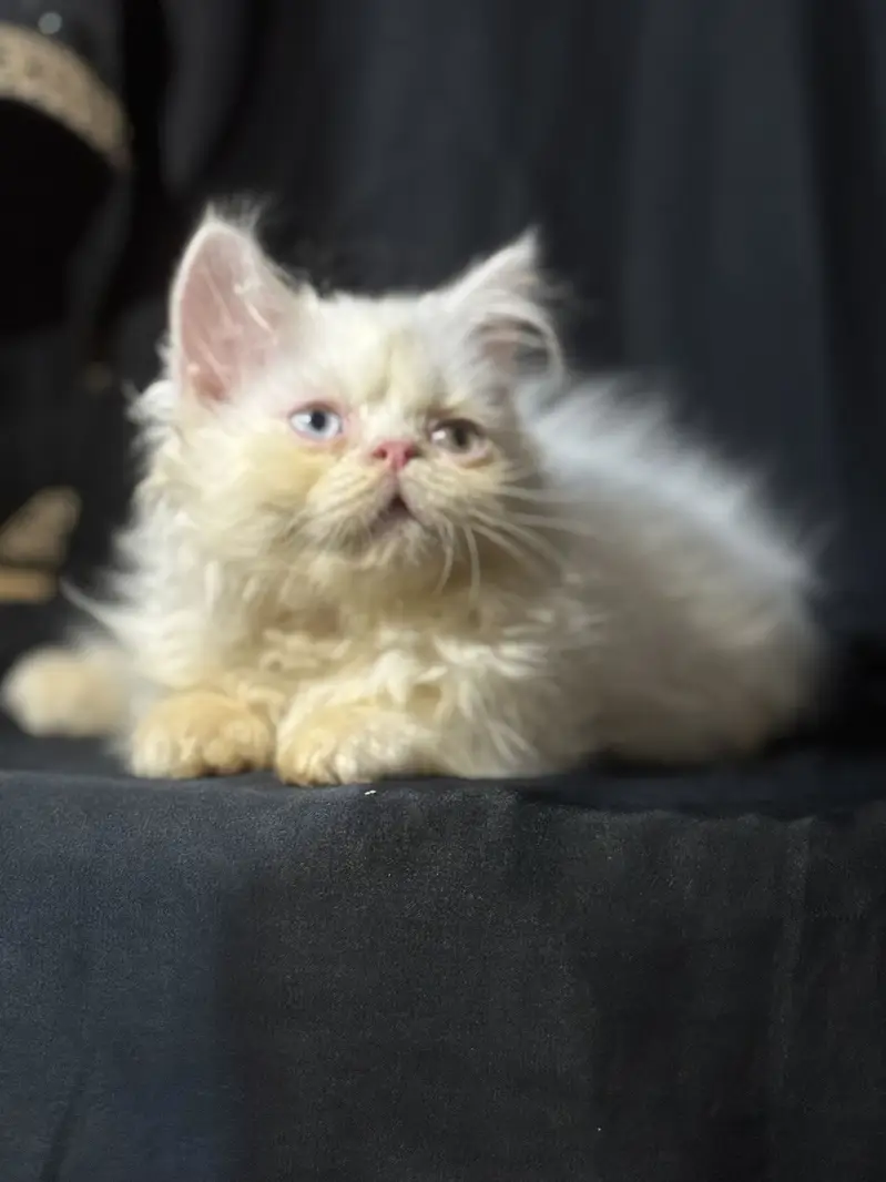 Kitten — photo 4