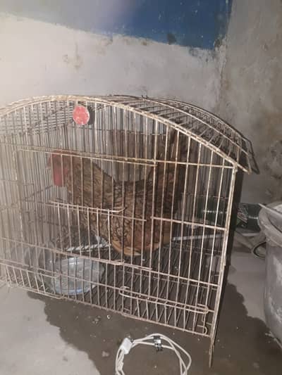 Roster for sale