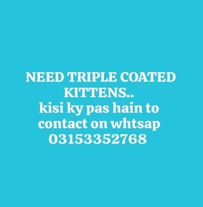 REQUIRED PERSIAN KITTENS IN HYD OR KRACHI.