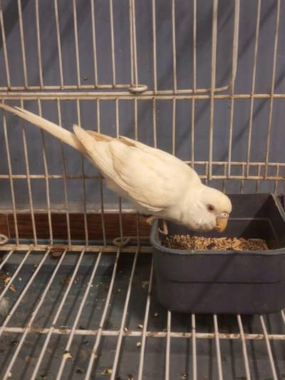 CONFIRMED RED EYES ALBINO ADULT FEMALE FOR SALE
