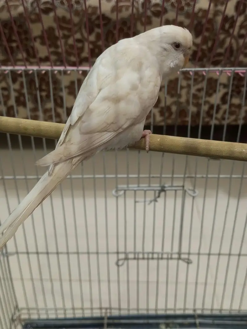CONFIRMED RED EYES ALBINO ADULT FEMALE FOR SALE — photo 3