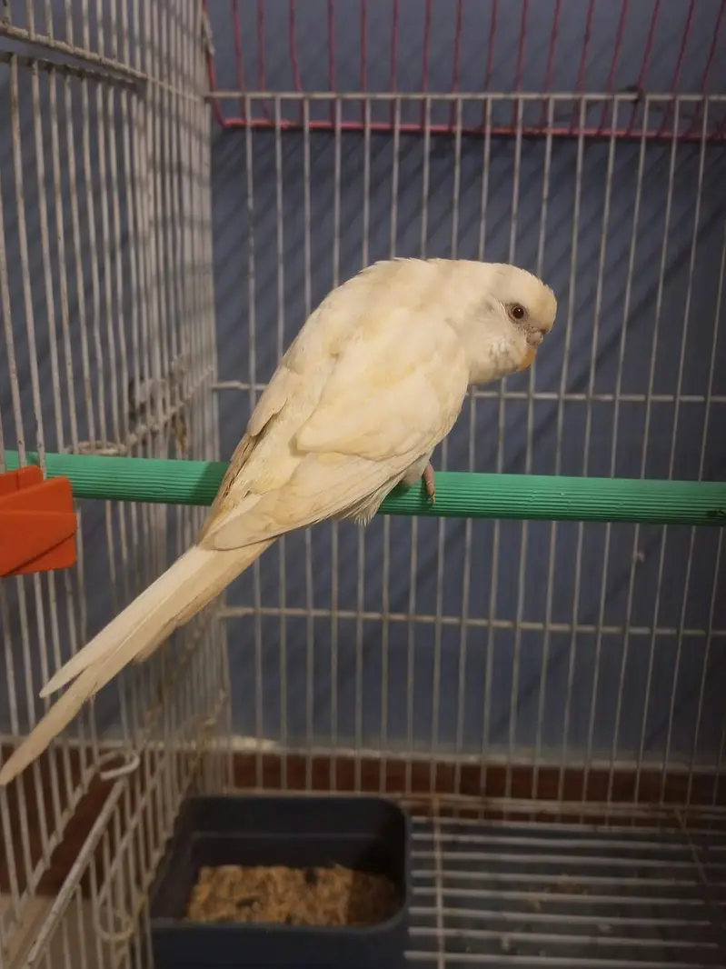 CONFIRMED RED EYES ALBINO ADULT FEMALE FOR SALE — photo 4