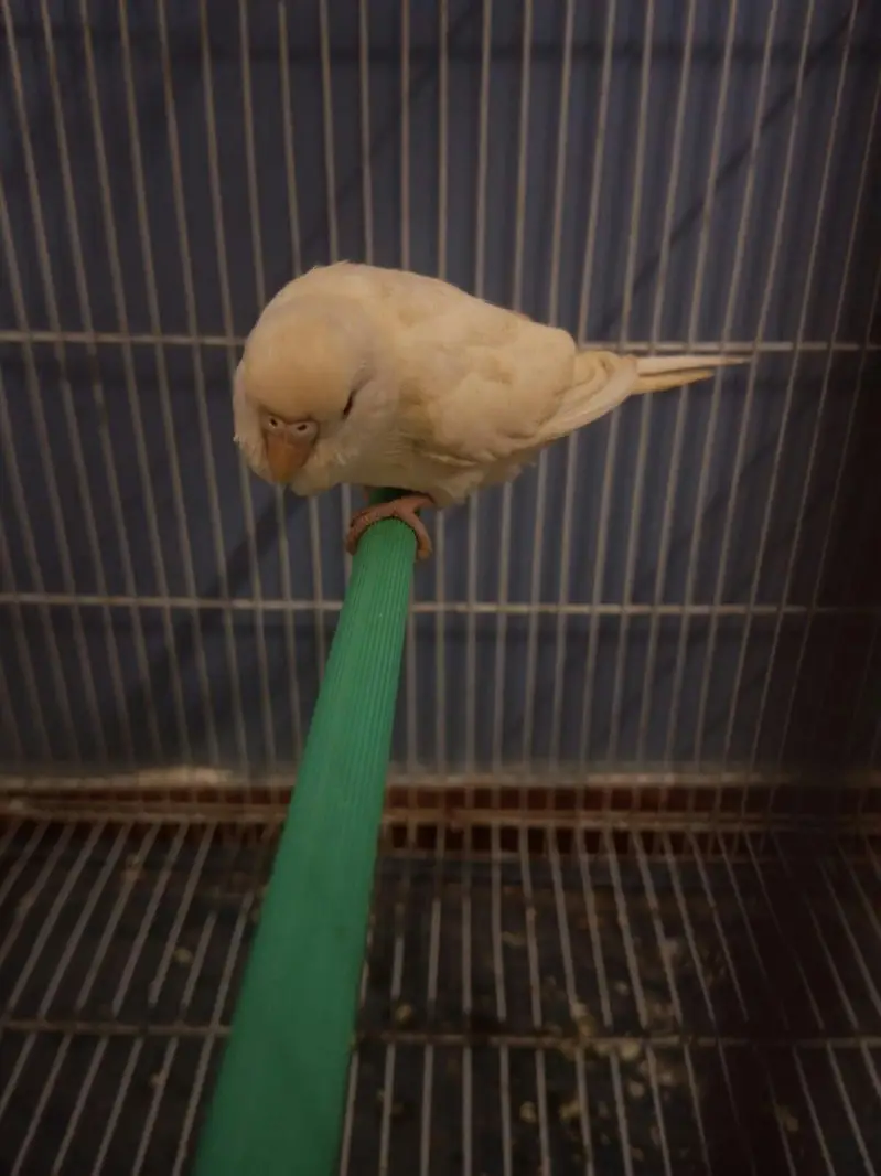 CONFIRMED RED EYES ALBINO ADULT FEMALE FOR SALE — photo 5