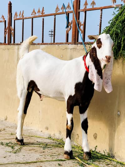 rajanpuri bakra urgent for sale