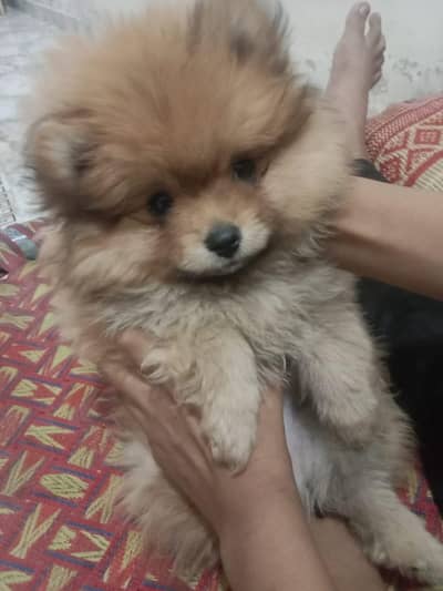 show class Pomeranian for sale male