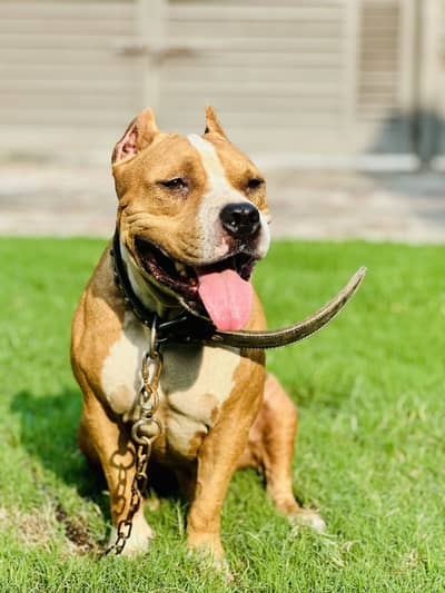Pitbull for sale