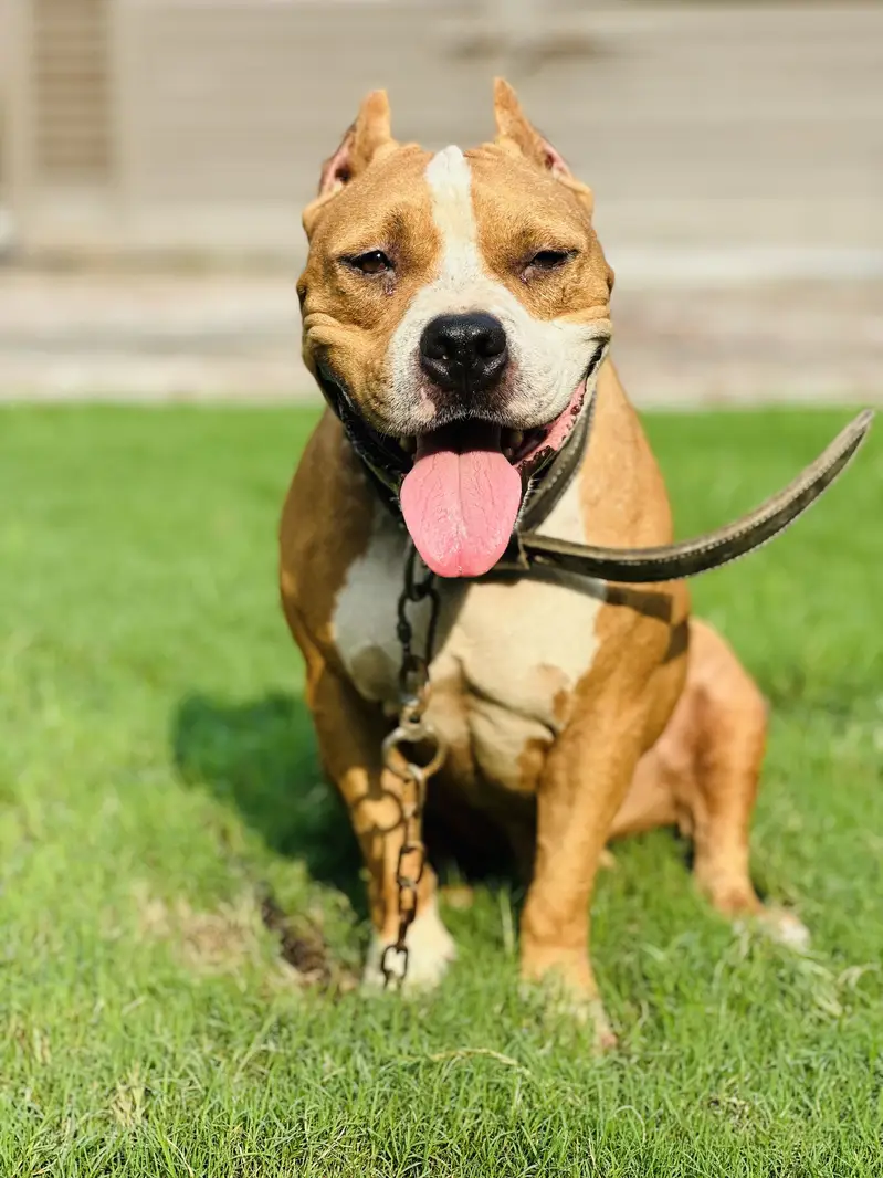 Pitbull for sale — photo 2