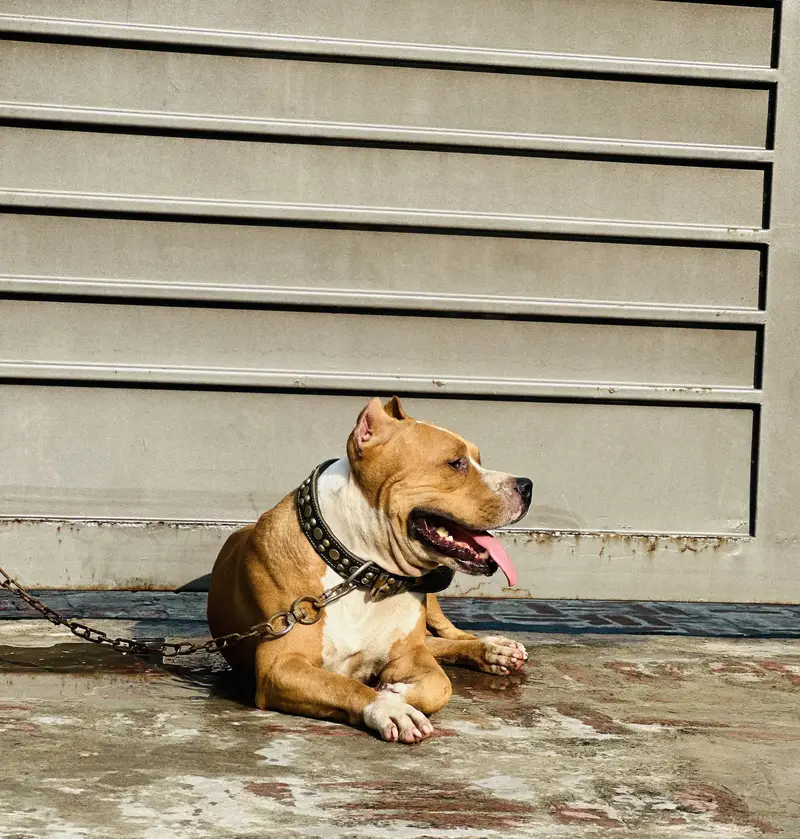 Pitbull for sale — photo 3