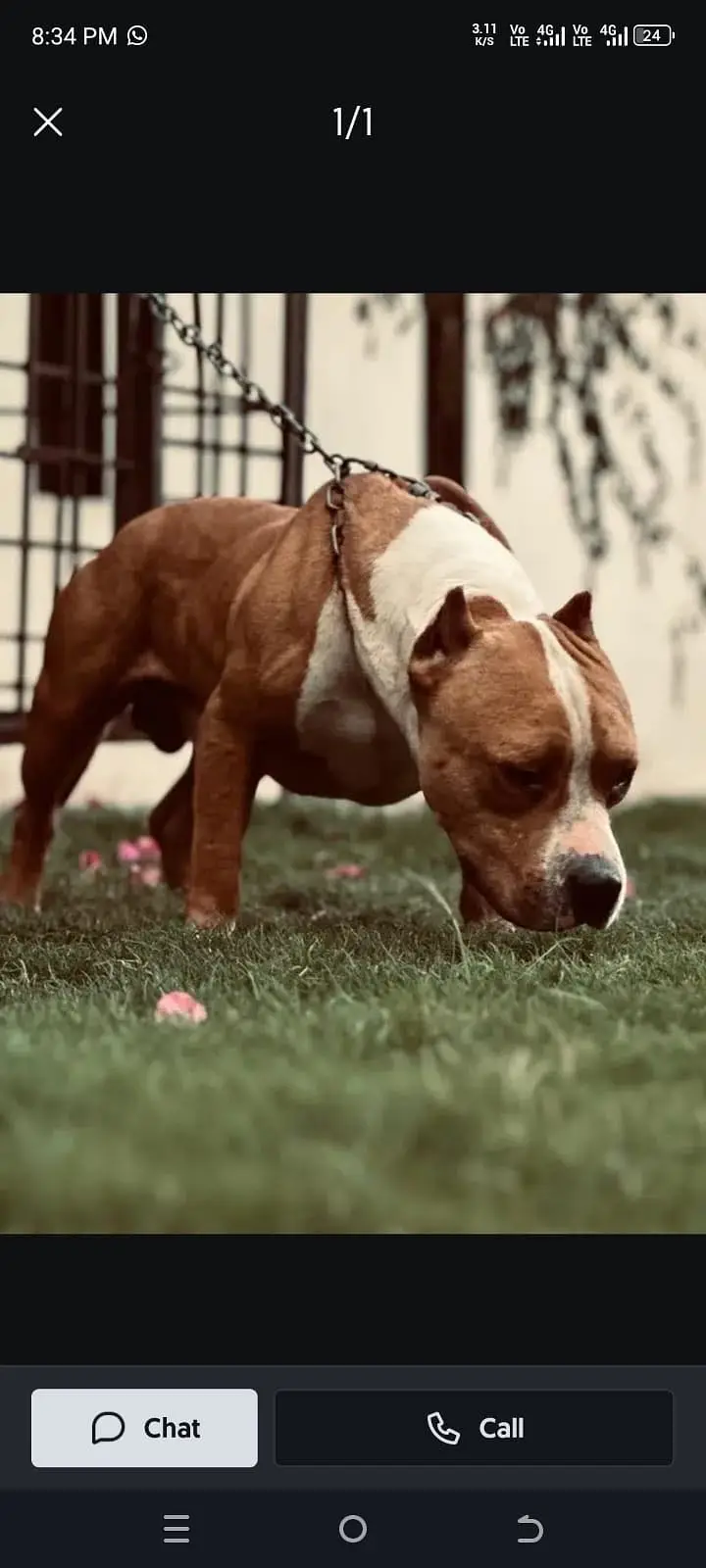 Pitbull for sale — photo 4