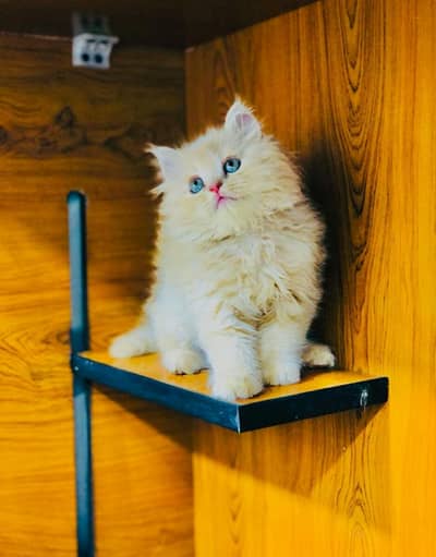 cash on delivery parshion kitten cat male female