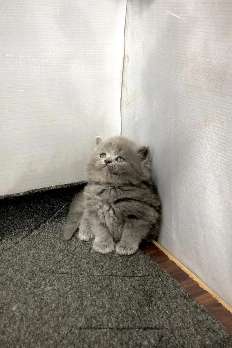 cash on delivery parshion kitten cat male female — photo 2