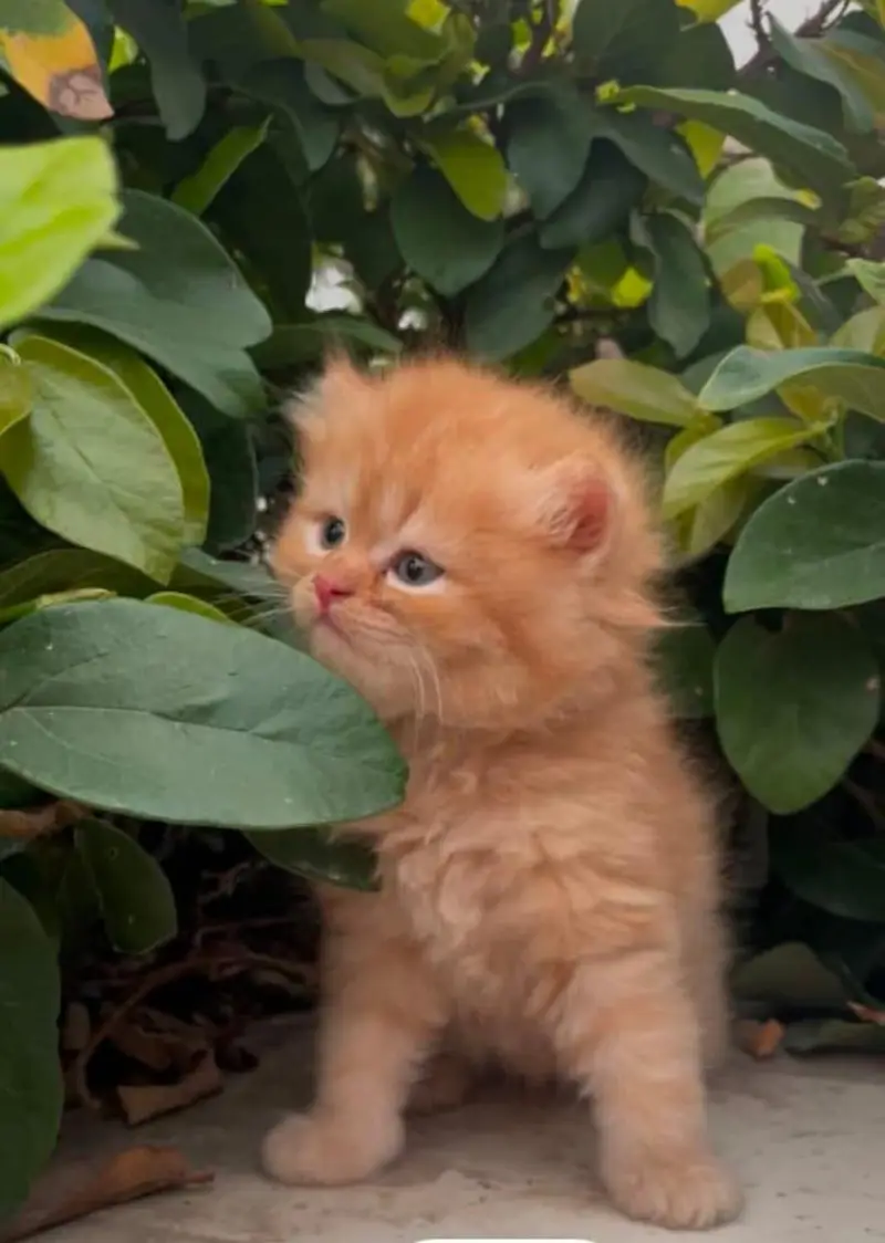 cash on delivery parshion kitten cat male female — photo 5