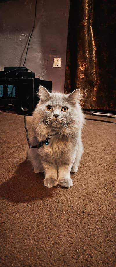 Persian Somky Grey Colour (Rare)