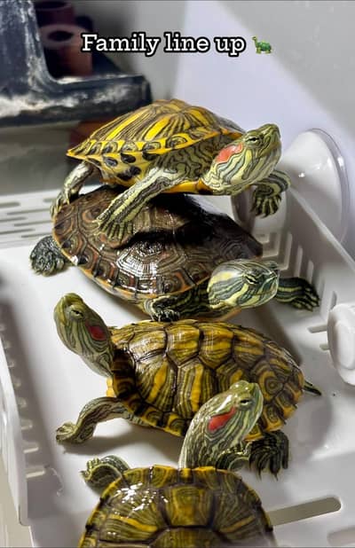Red eared slider turtle