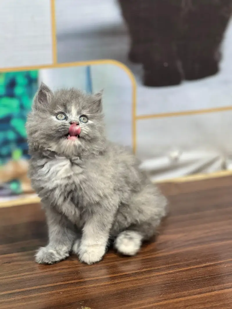 Cash on delivery persian cats & Kittens Available- Healthy & Playfull — photo 2