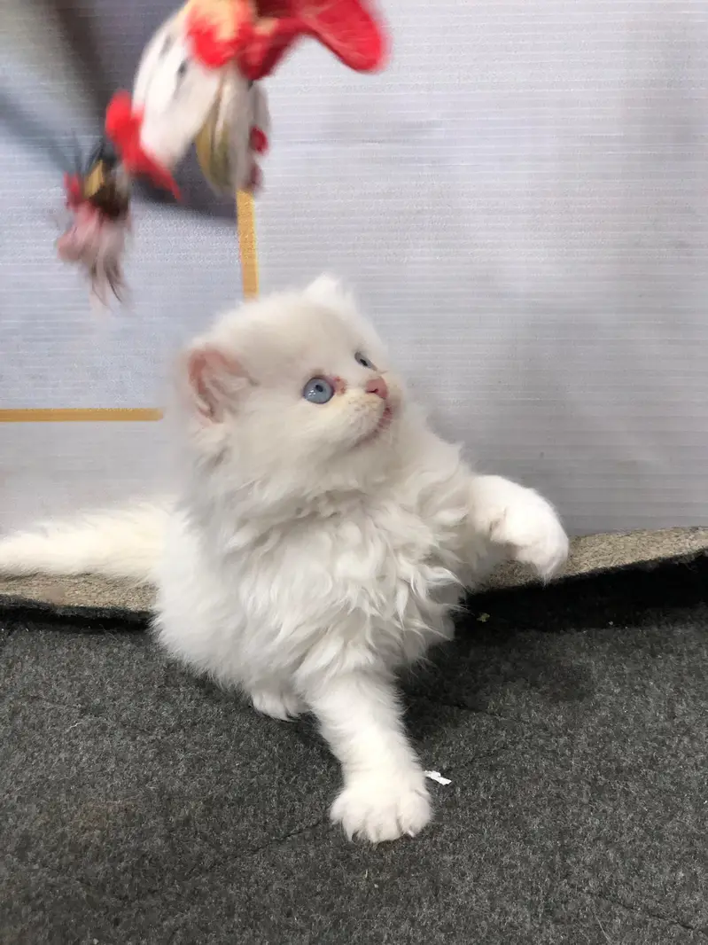 Cash on delivery persian cats & Kittens Available- Healthy & Playfull — photo 12