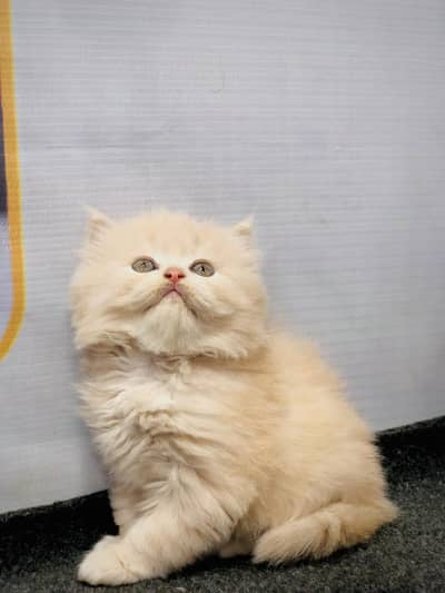 cash on delivery parshion kitten cat male female