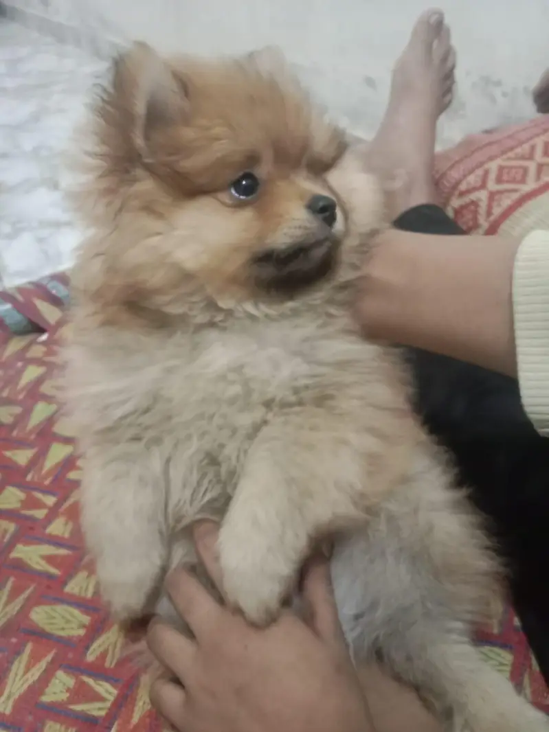 show class Pomeranian for sale male — photo 3