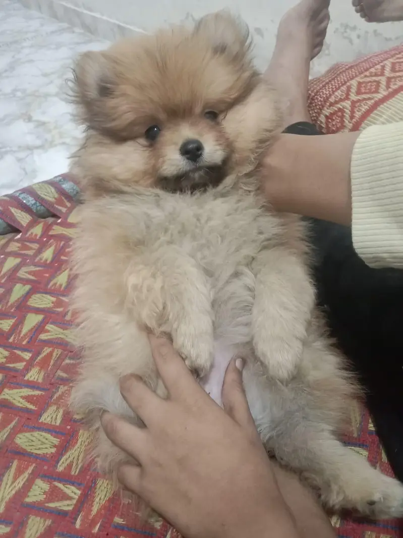 show class Pomeranian for sale male — photo 4