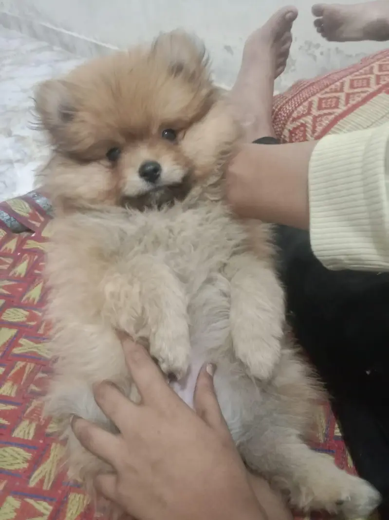 show class Pomeranian for sale male — photo 5