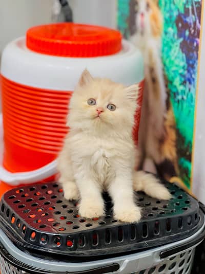 Cash on delivery persian cats & Kittens Available- Healthy & Playfull