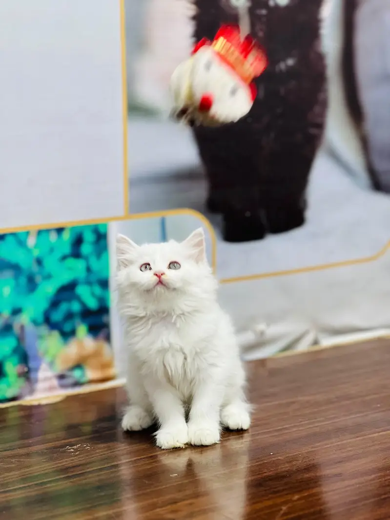 Cash on delivery persian cats & Kittens Available- Healthy & Playfull — photo 4