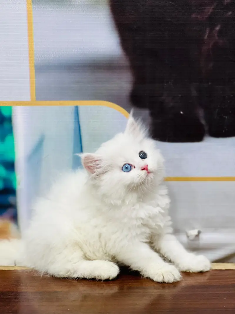 Cash on delivery persian cats & Kittens Available- Healthy & Playfull — photo 7